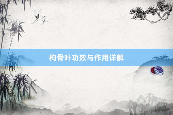 枸骨叶功效与作用详解