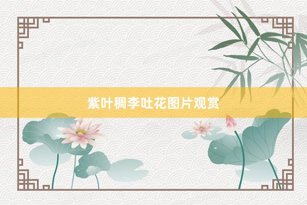紫叶稠李吐花图片观赏